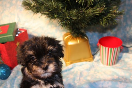 havanese-puppy